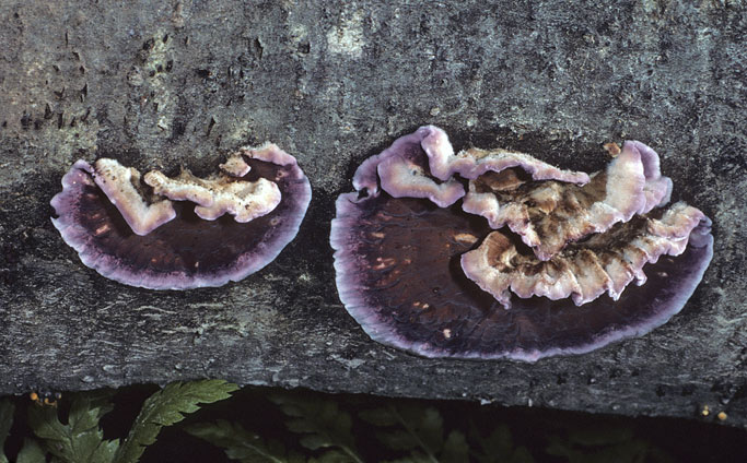 Chondrostereum purpureum